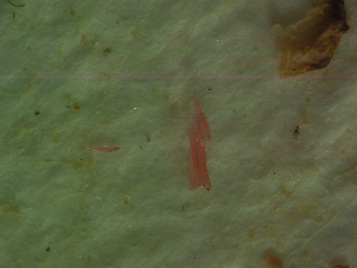 Urfa kebabı hem çiğ hem de pişmiş olarak incelediklerinde, her iki şekilde de yaklaşık aynı miktarda plastik tespit ettiklerini aktaran Özuluğ, kokorecin kömürde pişirilmesi nedeniyle içinde kömür parçalarına rastladıklarını ve kokoreçteki mikroplastikleri tespit ederken diğer ürünlere oranla daha çok zorlandıklarını dile getirdi.<br>