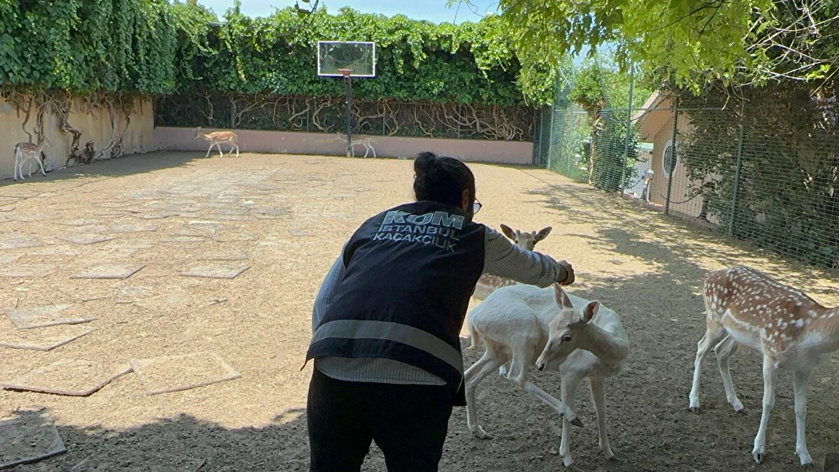 İstanbul Emniyet Müdürlüğü Kaçakçılık Suçlarıyla Mücadele Şube Müdürlüğü ekipleri, Silivri'de bir evin bahçesinde Nesli Tehlike Altındaki Türlerin Ticaretine İlişkin Sözleşme (CITES) kapsamına alınan yabani hayvanların beslendiğine dair ihbar aldı.