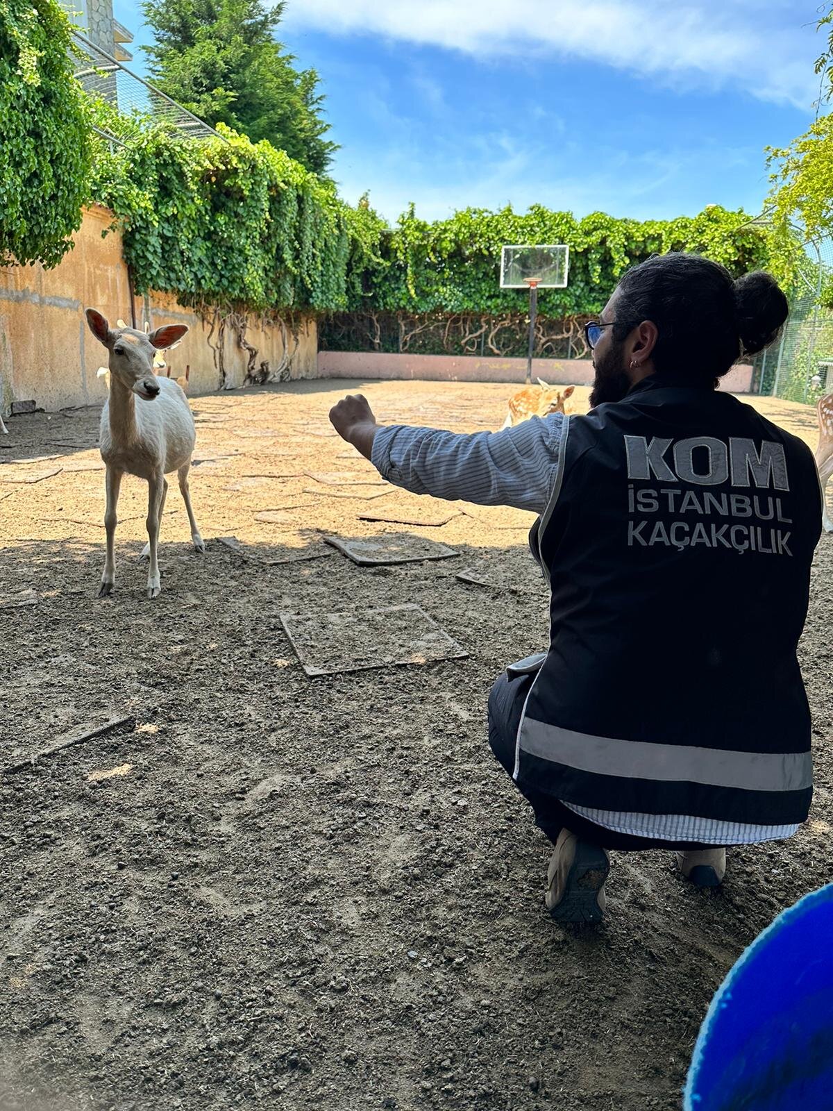 Operasyonda bir evin bahçe kısmında 12 yabani geyik ile 6 adet tavus kuşu ele geçirildi.