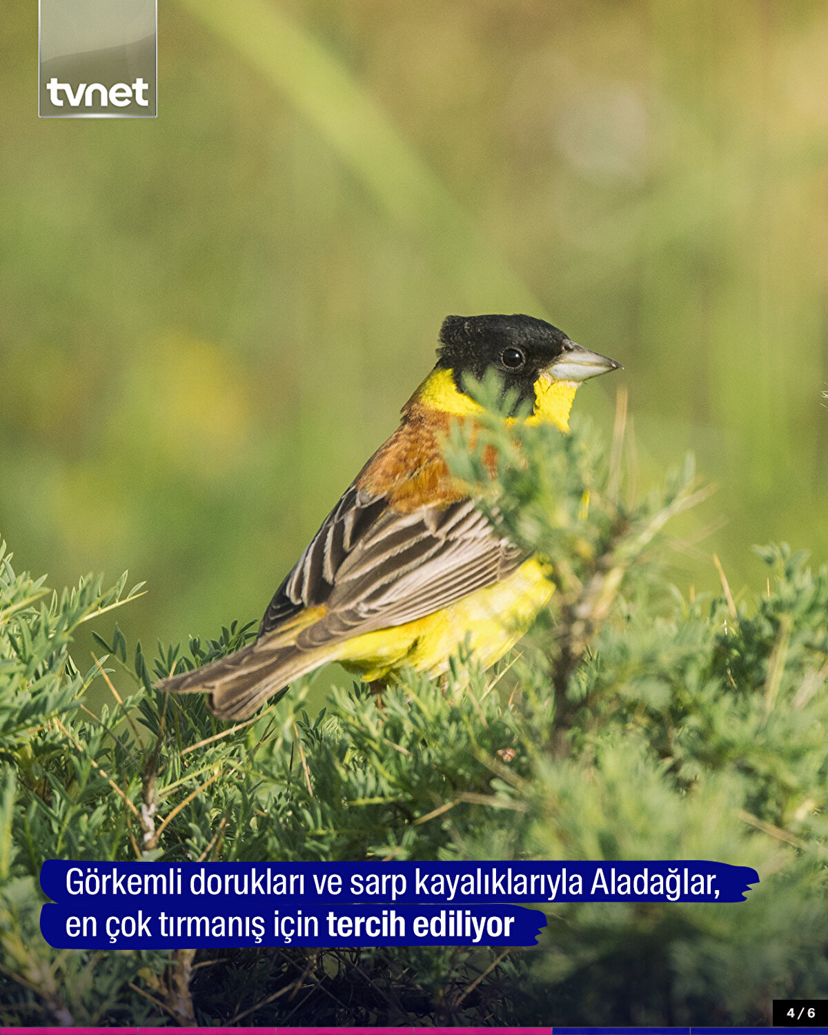 Görkemli dorukları ve heyecan verici sarp beyaz kayalıklarıyla Aladağlar, en çok tırmanış için tercih ediliyor
