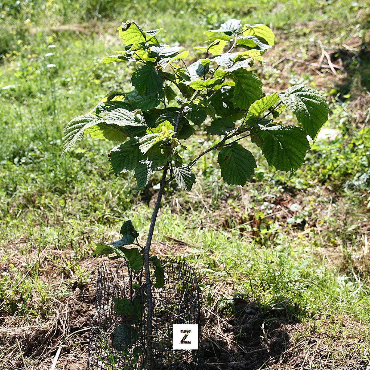 Elde edilen yeni genotipleri tanımladıklarını, farklılıklarını ortaya koyarak arazi gen bankalarına aktardıklarını vurgulayan Akar, "1969 yılından bugüne kadar 460 farklı genotipi elde ettik, topladık. Bunlar enstitümüzdeki arazi gen bahçesinde muhafaza ediliyor." diye konuştu.