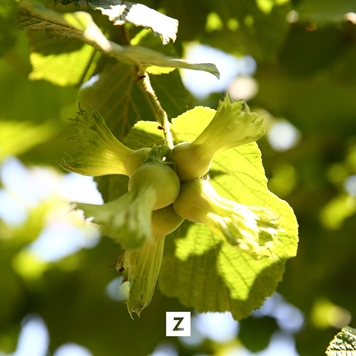 Akar, bitkinin boyu, gelişme kuvveti, fındıktaki dip sürgünü verme ve yaprak açma durumu, meyve şekli, randımanı, kabuk kalınlığı gibi bir çok özelliğini incelediklerini, ciddi farklılıklar tespit edilenleri gen bankasına aktardıklarını dile getirdi.