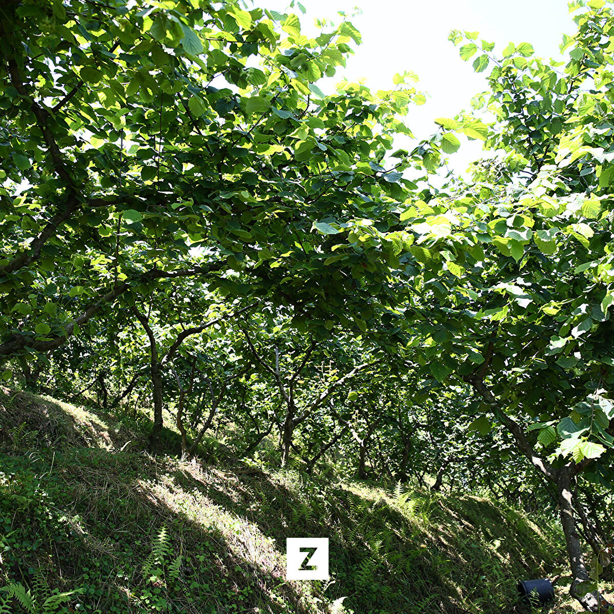 Çalışmaların dolaylı olarak ülkenin biyoçeşitliliğinin korunmasına katkı sağladığına işaret eden Akar, "Sayın Cumhurbaşkanı'mızın eşi Emine Erdoğan da biyolojik çeşitliliğin korunmasıyla ilgili himayesinde çok değerli projeler yürütmekte ve biz de bu projeye dolaylı yoldan katkı yaptığımız için gururluyuz ve mutluyuz." ifadelerini kullandı.