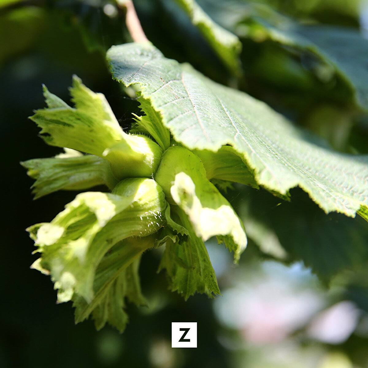 Akar, fındık genotiplerinin araştırılmasına yönelik geçmiş yıllarda Doğu Karadeniz Bölgesi'nde araştırmalar yaptıklarını anımsatarak, "Ardından Güneydoğu Anadolu'nun, Akdeniz'in ve İç Anadolu'nun bazı illerinde bazı ufak alanlarda bize gelen bilgiler doğrultusunda araştırmalar yaparak yeni fındık genotipleri elde ettik." dedi.