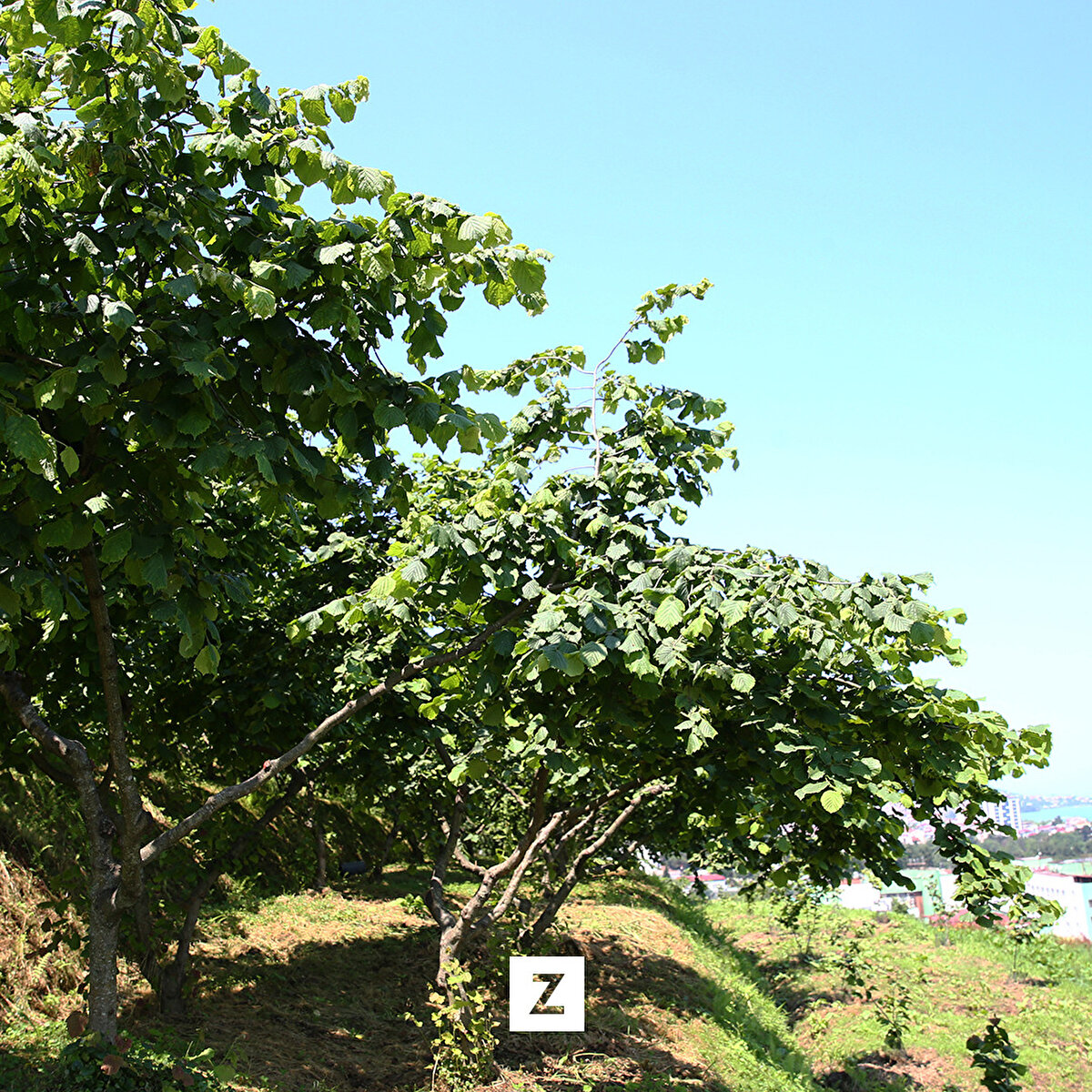 Enstitü Müdürü Aysun Akar, AA muhabirine, Tarımsal Araştırmalar ve Politikalar Genel Müdürlüğünün değerlendirme toplantıları sonucunda 4 projelerinin desteklenmesinin uygun görüldüğünü söyledi.
