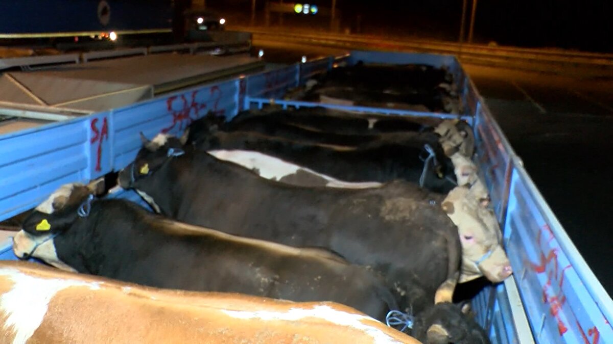 Büyükbaş hayvanların kilosu 2022 yılında 60-70 lirayken bu sene 175-180 liradan alıcı bulacak.<br><br>