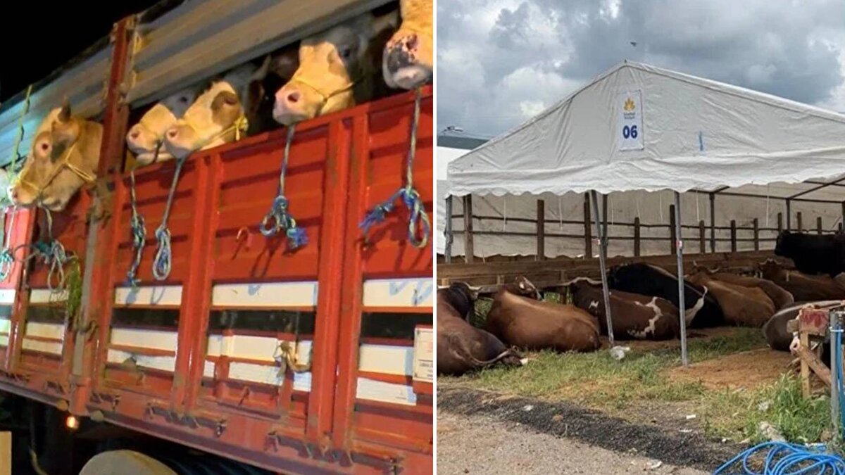 İstanbul'a kurbanlık hayvan girişleri gece başladı. 