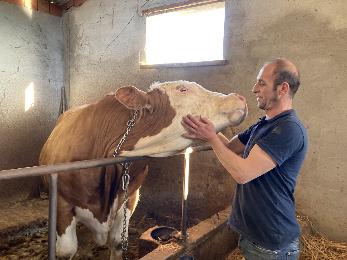 Uyanık, Erzurum, Kars, Ardahan civarından yılda iki kez büyükbaş hayvan alıp besleyerek sattıklarını ifade etti.