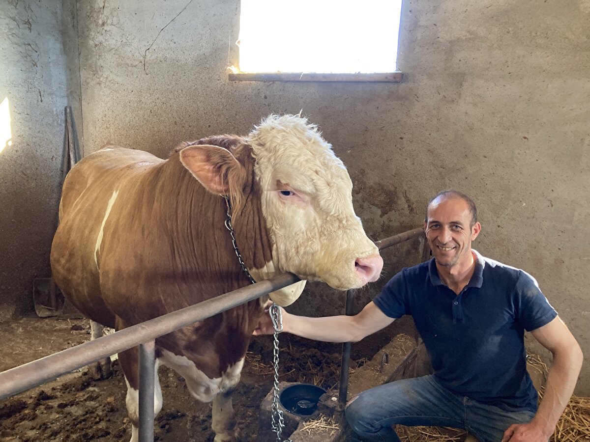 Kurbanlığın 1 ton 150 kilogram ağırlığında olduğunu belirten Uyanık, "Henüz şu an bunu alacak şanslı kişi çıkmadı ama görmeye gelenler var. Çok sevimli bir hayvan, agresif bir hayvan değil" dedi.<br>