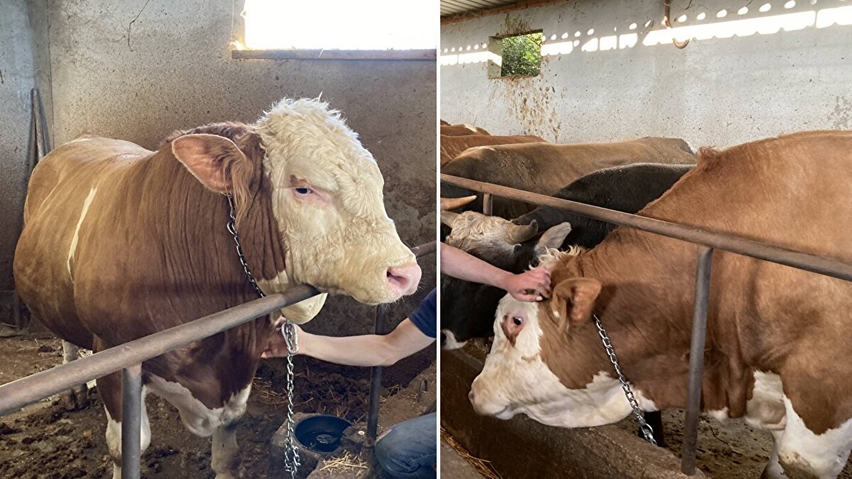 Büyükbaş hayvan yetiştiricisi Mustafa Uyanık, 'Şampiyon' adını verdiği danayı 7 ay önce Erzurum'dan alıp beslediğini söyledi.