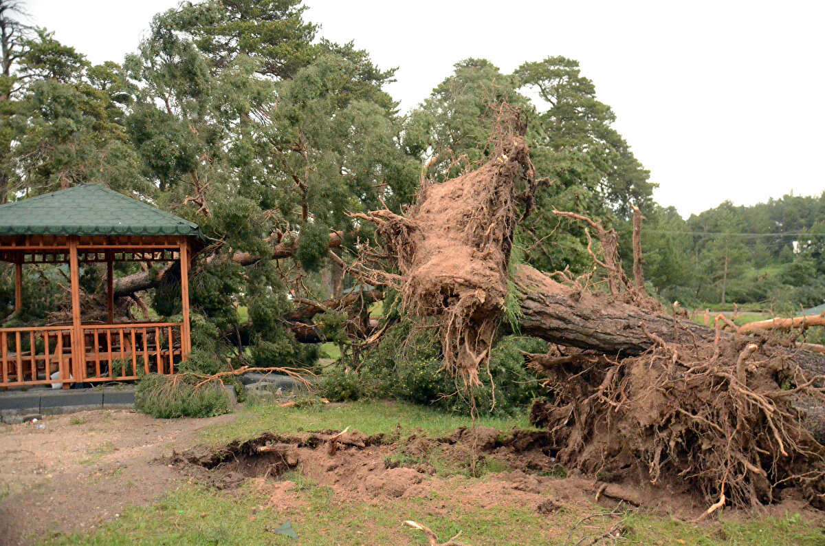Nurettin Yurt ise millet bahçesini komple hortumun sardığını, bir anda saclar, kamelyaların havada uçuştuğunu, ağaçların yerlere serildiğini söyledi.<br>