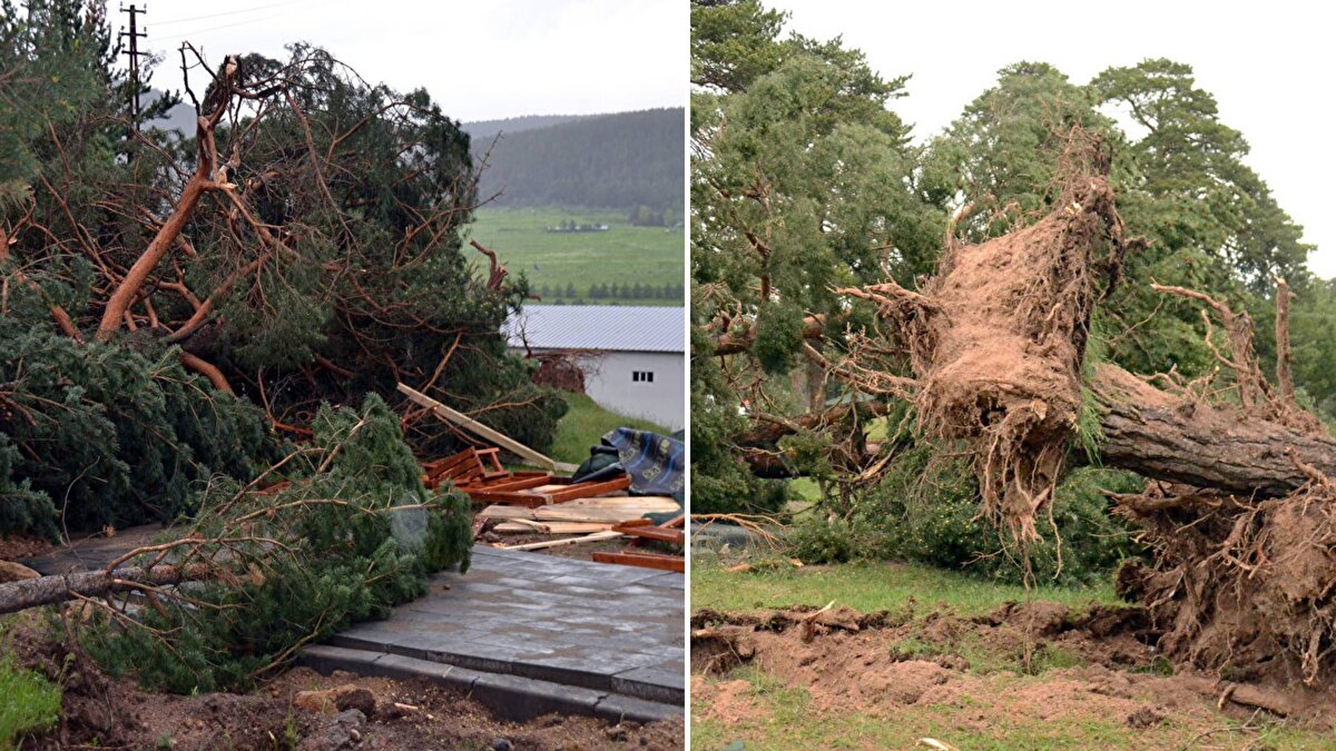 Sarıkamış'ta İnönü Mahallesi'nde bulunan millet bahçesinde aniden oluşan hortum, ağaçları kökünden söktü.