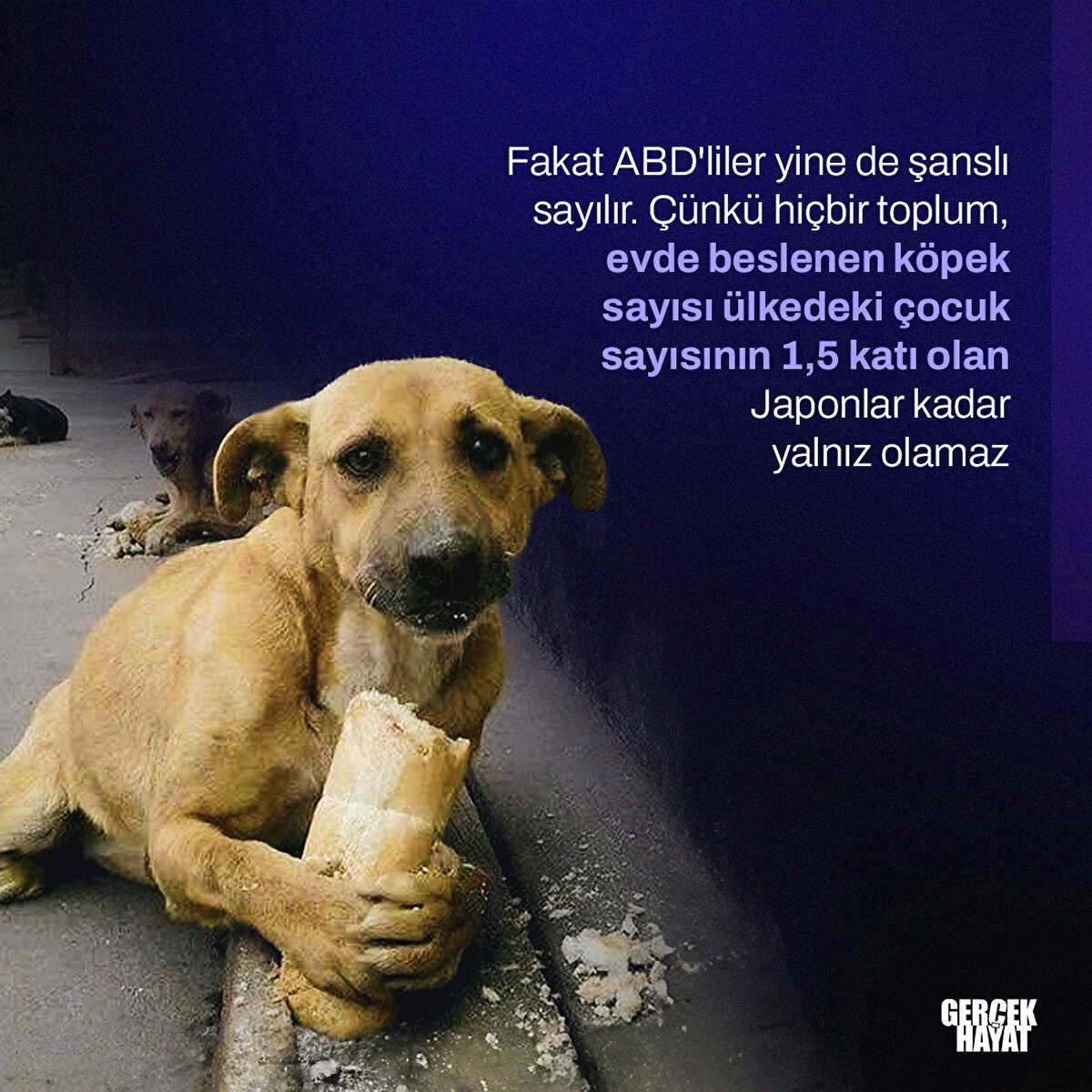 Ama hiçbir toplum, evde beslenen köpek sayısı ülkedeki çocuk sayısının 1,5 katı olan Japonlar kadar yalnız olamaz