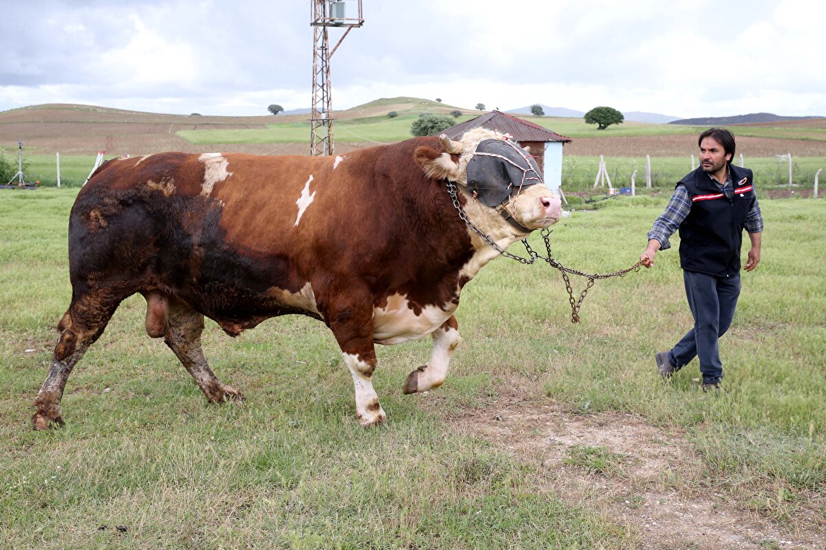 Firmanın yetkilisi Onur Yıldız, bu tür büyüklüğe ulaşan bir tosunu ilk defa yetiştirdiklerini söyledi.