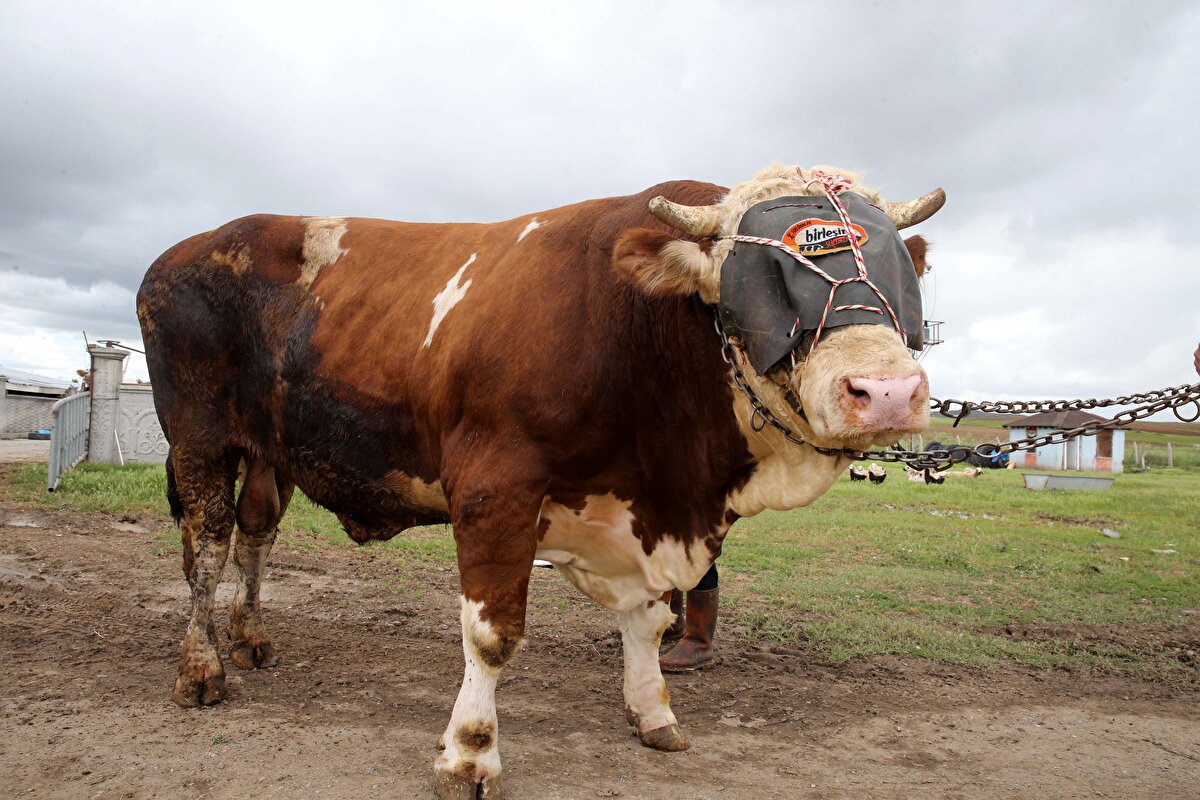 Tosunun dikkat çekici olduğunu belirten Yıldız, "Tosunumuz 4 yaşında ve 3 yıldır bizde.