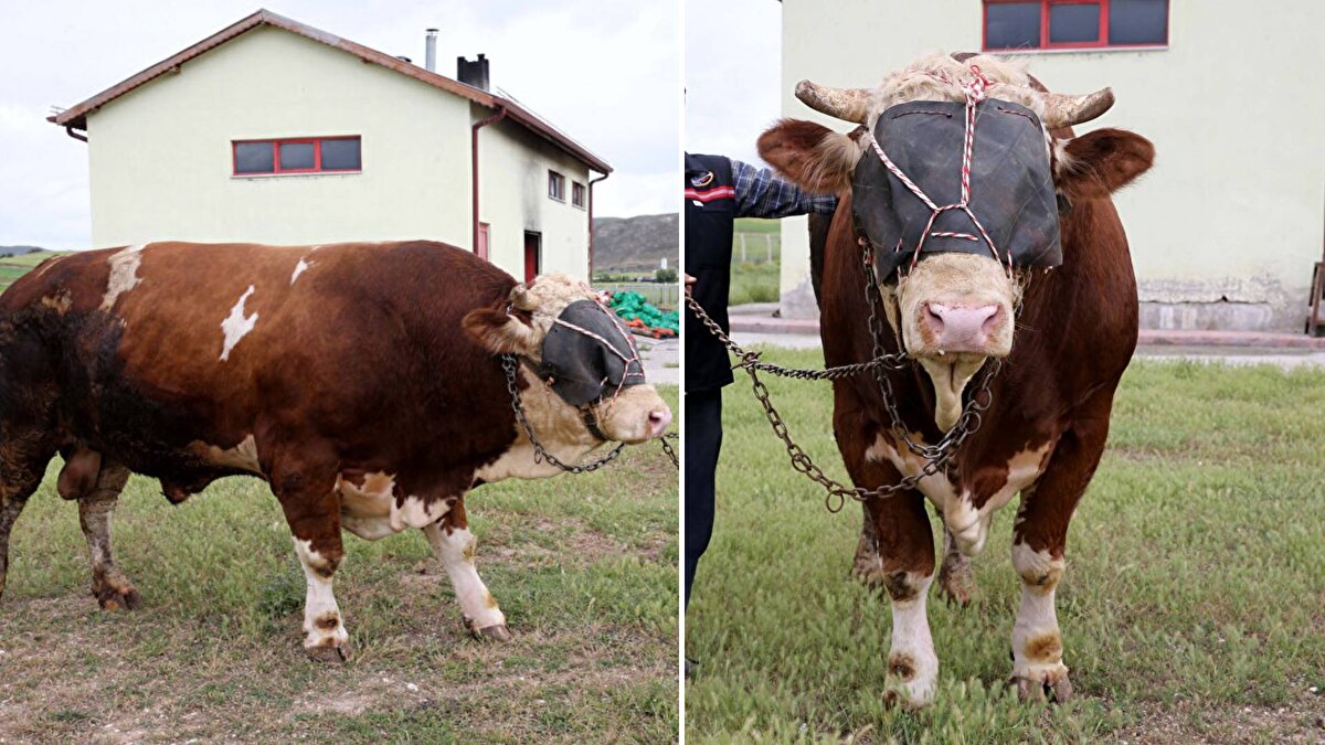 İl merkezindeki bir firmanın çiftliğinde yetiştirilen 4 yaşındaki Simental cinsi boğa,1 ton 600 kilogramı geçti.
