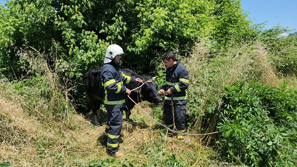 Boğanın sahibi İbrahim İnan, “Arabaya bindirdik. Pazara satmaya getirdik. Tutamadık, zapt edemedik dereye girdi. Kurbanlık bu hayvan, canlı 500 kilogram geliyor. Nasipmiş yine bizim oldu. Derede boğulacak sandık" dedi.