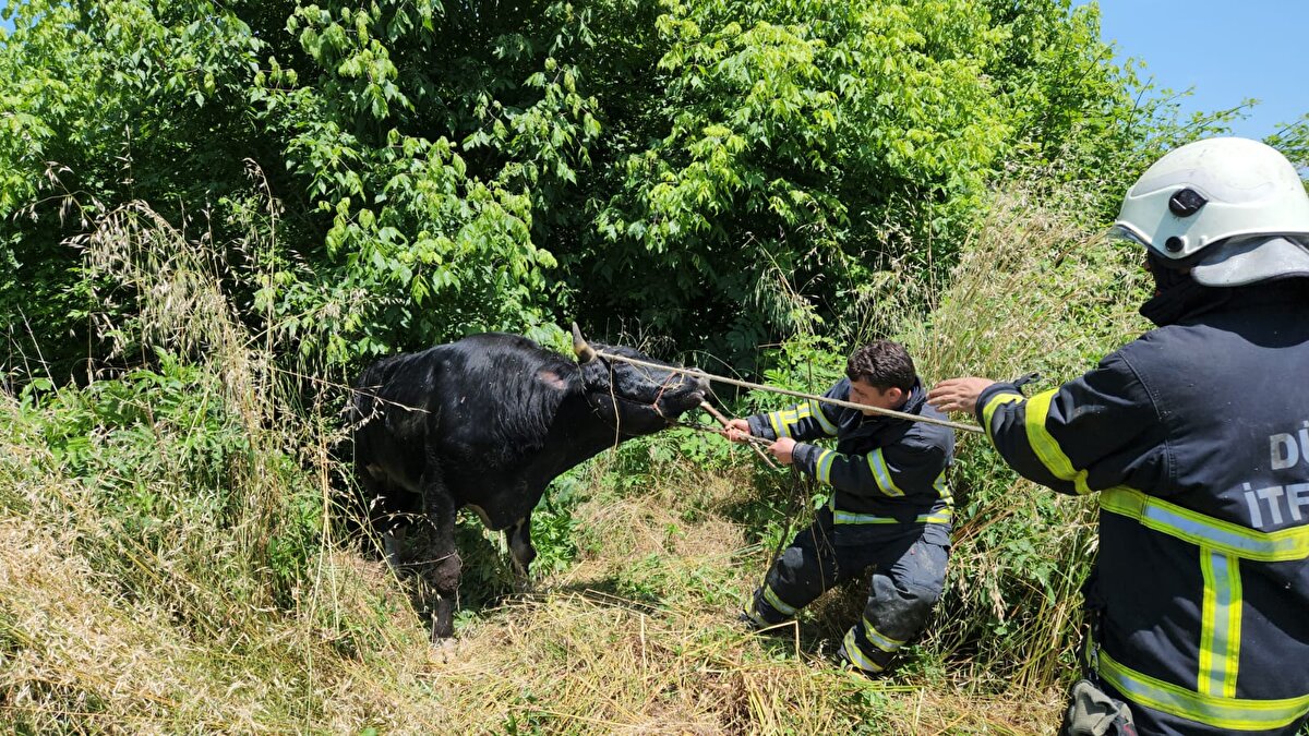 İhbar üzerine bölgeye sevk edilen itfaiye ekipleri, hayvan sahiplerinin de yardımıyla yaklaşık 1 saatlik çalışmayla iple çekerek hayvanı kurtardı.