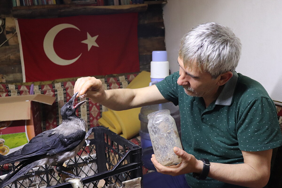 İlçenin Fevzi Çakmak Mahallesinde 4 yıldır çay ocağı işlemeciliği yapan Kaya, bir arkadaşı aracılığıyla yaralı 1 aylık karga yavrusunun bakımını üstlendi. <br>