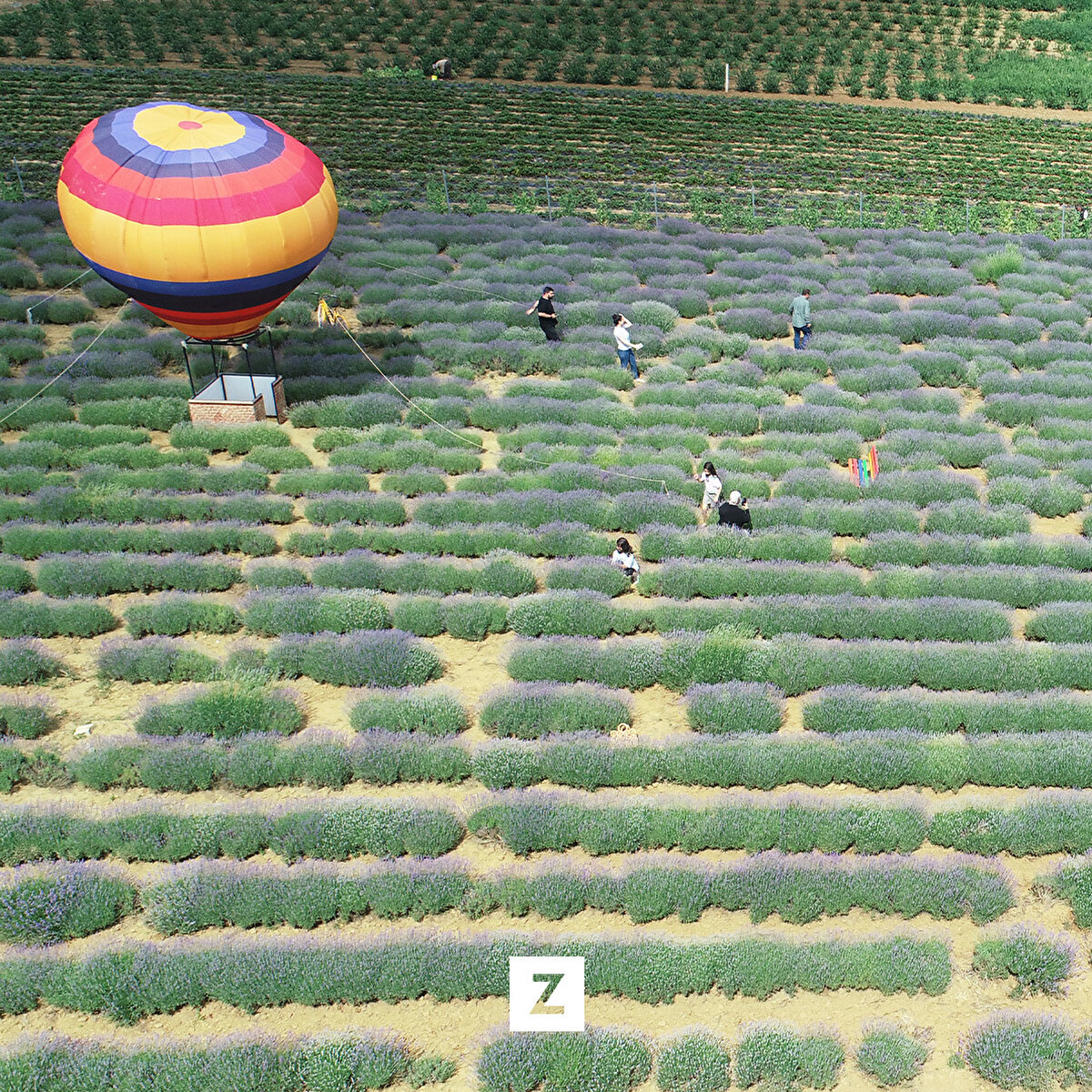 İl Kültür ve Turizm Müdürü Ahmet Hacıoğlu, Tekirdağ'ın lavanta denilince ilk akla gelen iller arasında yer almaya başladığını söyledi.