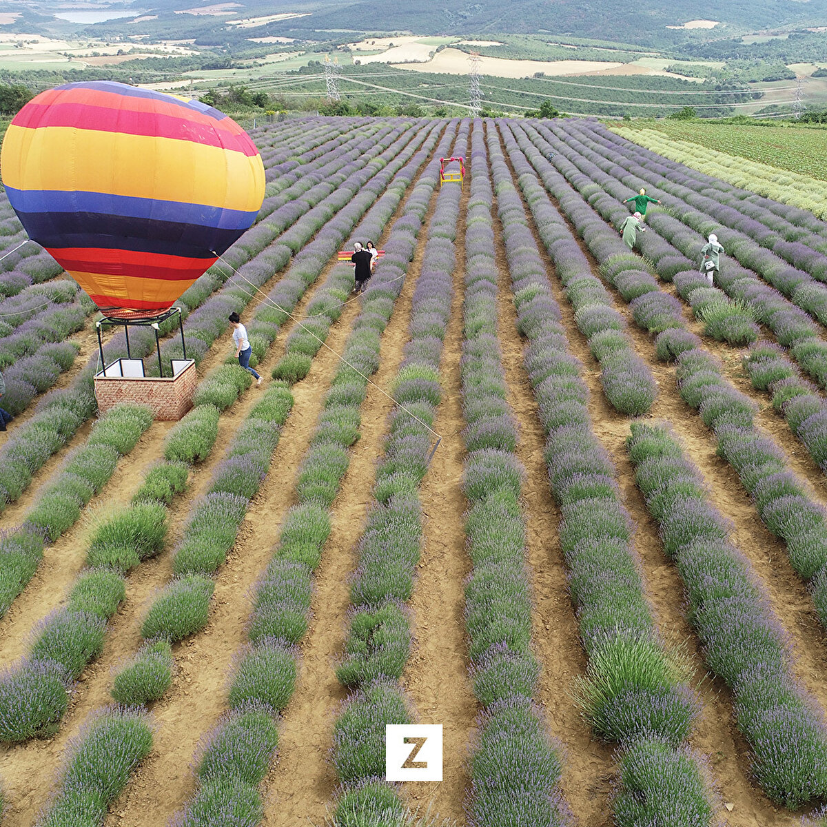 Bitkinin çiçek açtığı 3 hafta boyunca adeta birer fotoğraf stüdyosunu andıran tarlalarda görsel şölen yaşanıyor.