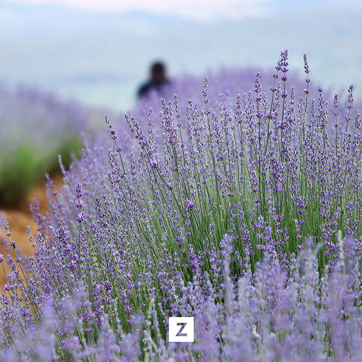 Bu tarlalar içerisinde 20 tanesi ziyarete açık, turizm için elverişli durumda. Salgından sonra turizm algoritması değişti. İnsanlar daha çok doğa ile iç içe olan turizm çeşitlerine yöneliyor. Lavanta tarlaları da tam buna uygun.