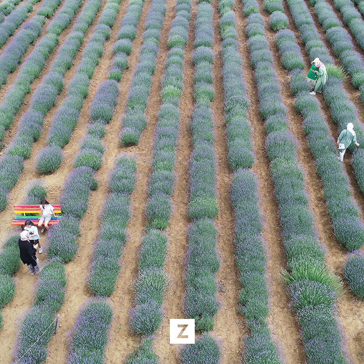 Lavanta tarlalarının ortama bıraktığı aromatik koku ve sunduğu fevkalade doğal güzellik insanlara şölen sunuyor." diye konuştu.