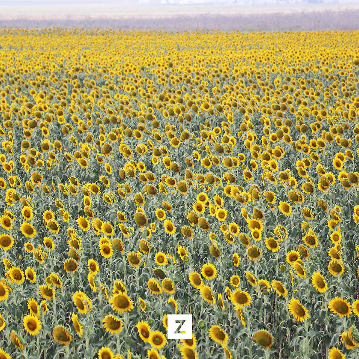 Adana Tarım ve Orman Müdürü Muhammet Ali Tekin, buğdaya alternatif olarak sulanamayan alanlarda tercih edilen ayçiçeğinin Çukurova'da üretiminin her yıl giderek artan bir seyir gösterdiğini söyledi.<br><br>Çukurova'da 5 yıl önce 300 bin dekar ayçiçeği ekimi yapıldığını ifade eden Tekin, bugün Türkiye'de ayçiçeği üretiminde beşinci sırada yer aldıklarını ve ülkedeki üretimin yüzde 10'unu yaptıklarını belirtti.