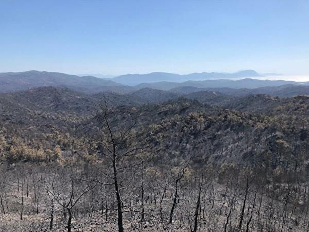Yangının üzerinden geçen 1 yıllık süreçte doğa kendini yeniledi. Zarar gören kızılçam ağaçlarının dipleri ve yerleşim yerlerine yakın alanlar yeşillendi.