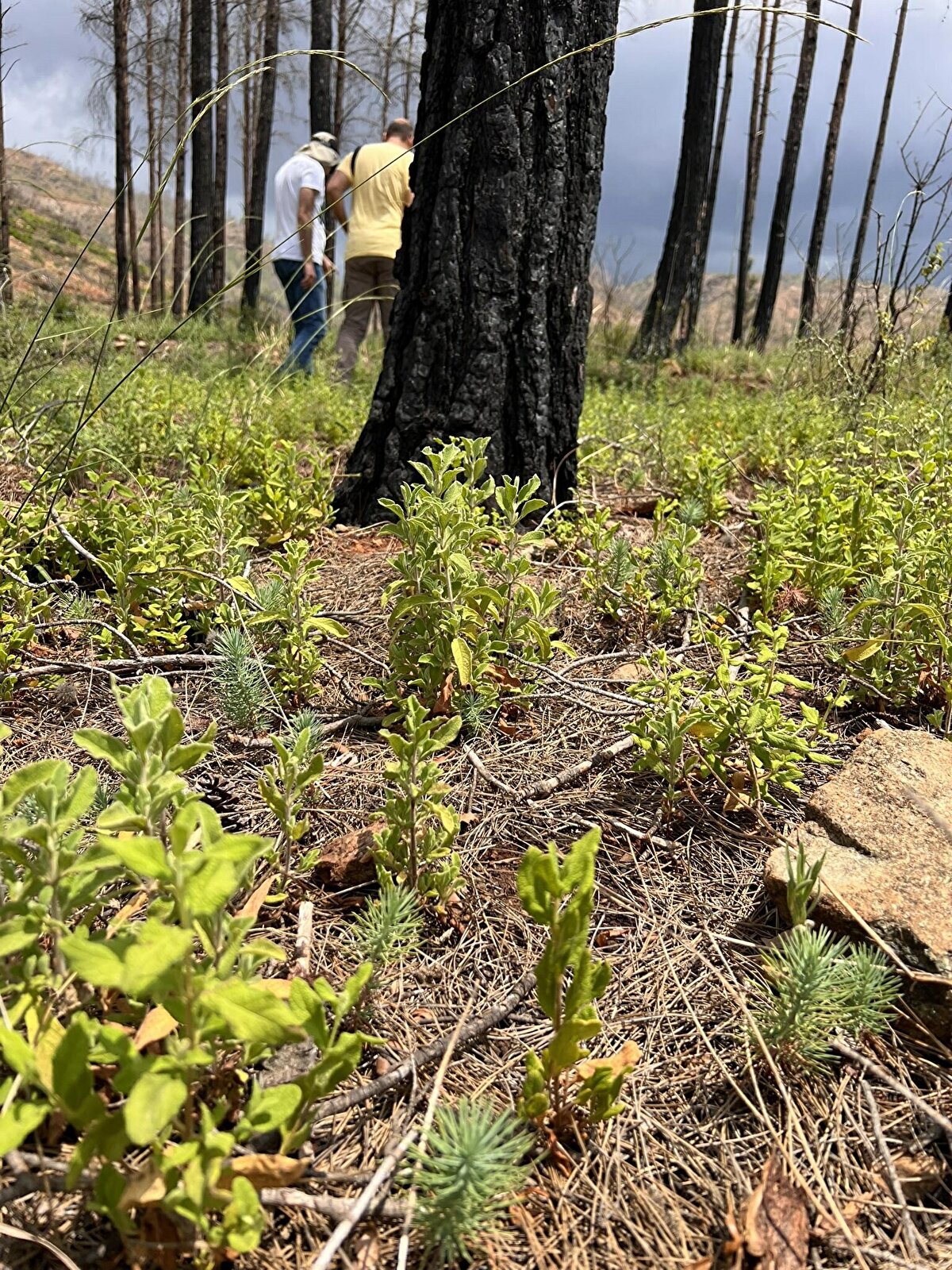 Deneme alanlarında detaylı çalışmaların Çağatay Tavşanoğlu, bilim ekibi ve Natura Derneği iş birliğinde sistematik bir şekilde sürdürüleceğini ifade ederek, "Veriler kayıt altına alınacak. Yangın sonrası ekolojik restorasyon tasarım rehberi de oluşturacağımız çalışmalar tcef_turquoisefund desteği, Orman Genel Müdürlüğü ve Milli Parklar iş birliğinde Natura Derneği tarafından önümüzdeki yılın başına kadar sürecektir. En güzel restorasyon doğayı taklit etmektir."