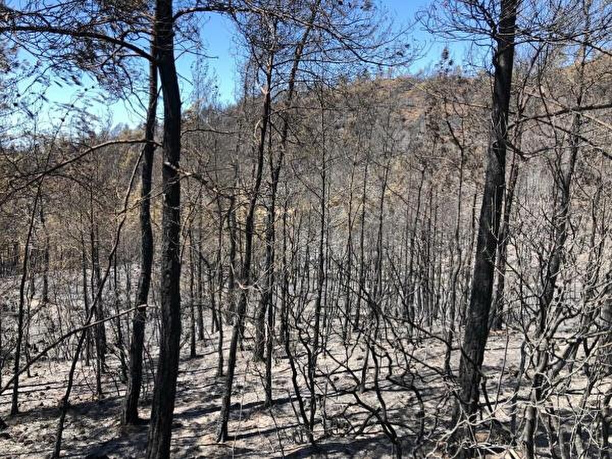 Bu tekniğin özellikle kızılçam fidanların yeniden yeşerebilmesi için doğal, ekolojik ve hızlı teknik olduğuna dair ilkin sonuçları yerinde tespit ettik. Bunda en büyük etken arazide yanmış olan ağaçlar çıkarılmadığından toprağın zarar görmemesi ve yanmış bile olsa alanda kalan ağaçların yeni yeşermekte olan filizlere kısmi bir koruma oluşturmasıdır. Böylece her ne kadar güneş sever bir tür olsa da minik kızılçam fidanların yaz sonuna doğru tamamen çıplak bir araziye göre daha nemli bir toprakta güneşin yakıcı etkisinden korunmuş oluyor" ifadelerini kullandı.