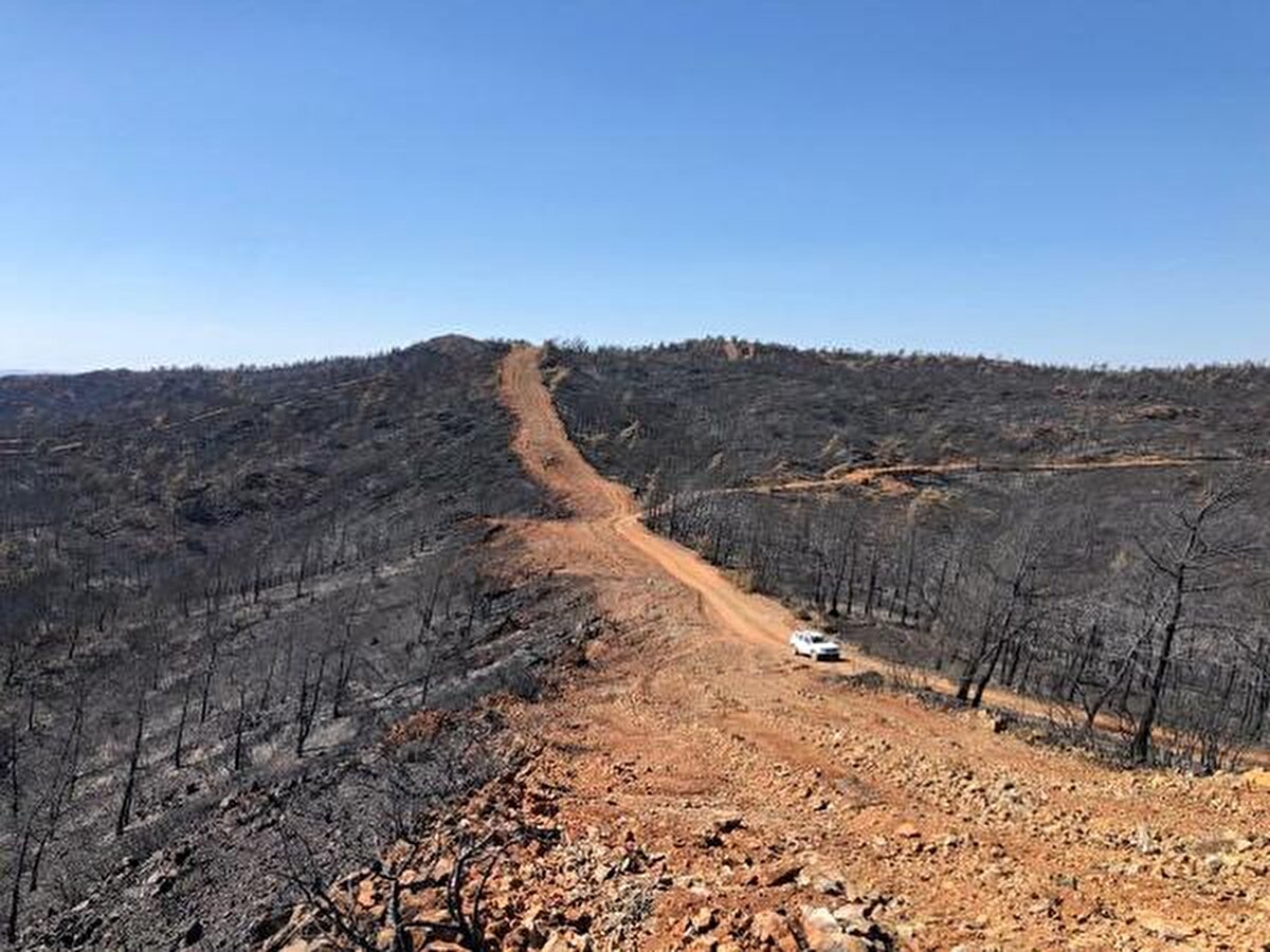 'BİTKİ ÖRTÜSÜ İÇİN ÇOK ÖNEMLİYDİ'<br>MSKÜ Çevre Koruma Teknolojileri Bölümü Öğretim Üyesi Dr. Yasin İlemin, yangın öncesi ve sonrasında bugüne kadar bölgeyi takip ettiklerini belirterek, "Yangınlardan sonra orman varlığı ve biyolojik çeşitliliğin kendini tekrar toparlayabilmesi adına bazı restorasyon önerilerimizi Tarım ve Orman Bakanlığı ile Orman Genel Müdürlüğü'ne ilettik. Özellikle yaban hayatı geliştirme sahasının bulunduğu alanlarda toprağın iş makinaları ile sürülmemesi tohum ve sürgün stratejisi ile toprak altından-üstünden gelecek bitki örtüsü için çok önemliydi. Bunun sonuçlarını gelişen bitki örtüsüne bağlı bölge, yaban hayatının hızlı toparlanması ile gördük" dedi.