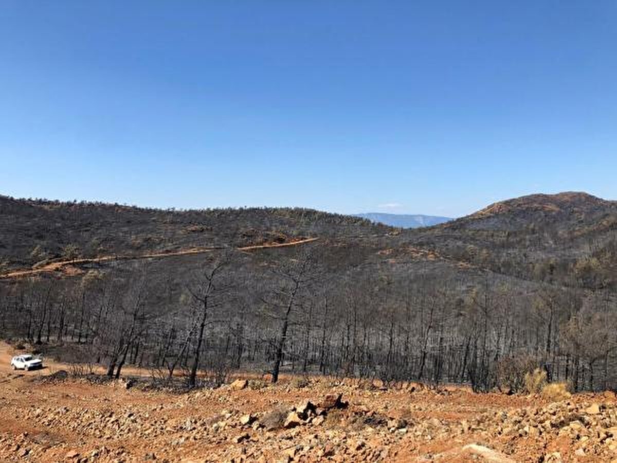 GÜNEŞİN YAKICI ETKİSİNDEN KORUNMUŞ OLUYOR'<br>Dr. İlemin, "Natura Derneği'mizin üyesi olan Hacettepe Üniversitesi Öğretim Üyesi, Yangın Ekoloğu Prof. Dr. Çağatay Tavşanoğlu ile bölgede önemli incelemelerde bulunduk. Kendisinin önerileri ile bazı bölgelerde deneme amaçlı olarak Marmaris Orman İşletme Müdürlüğü'nce yanmış ağaçlar kesilmedi ve o bölgelere bir yıldır hiç dokunulmadı.