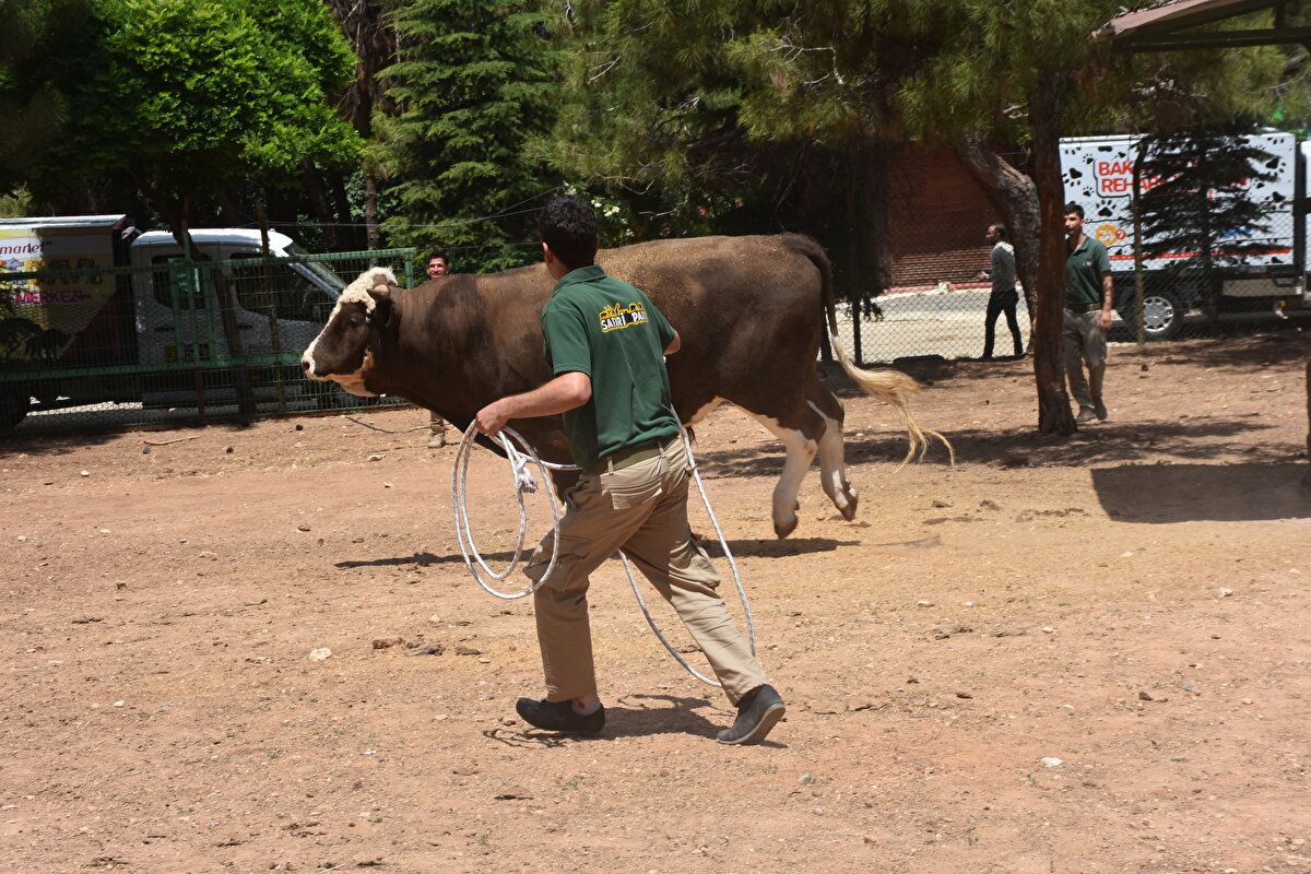 Bayram boyunca 153 ihbar hattına gelen ihbarları değerlendirecek tim, kaçan hayvanları yakalayarak sahiplerine teslim edecek.