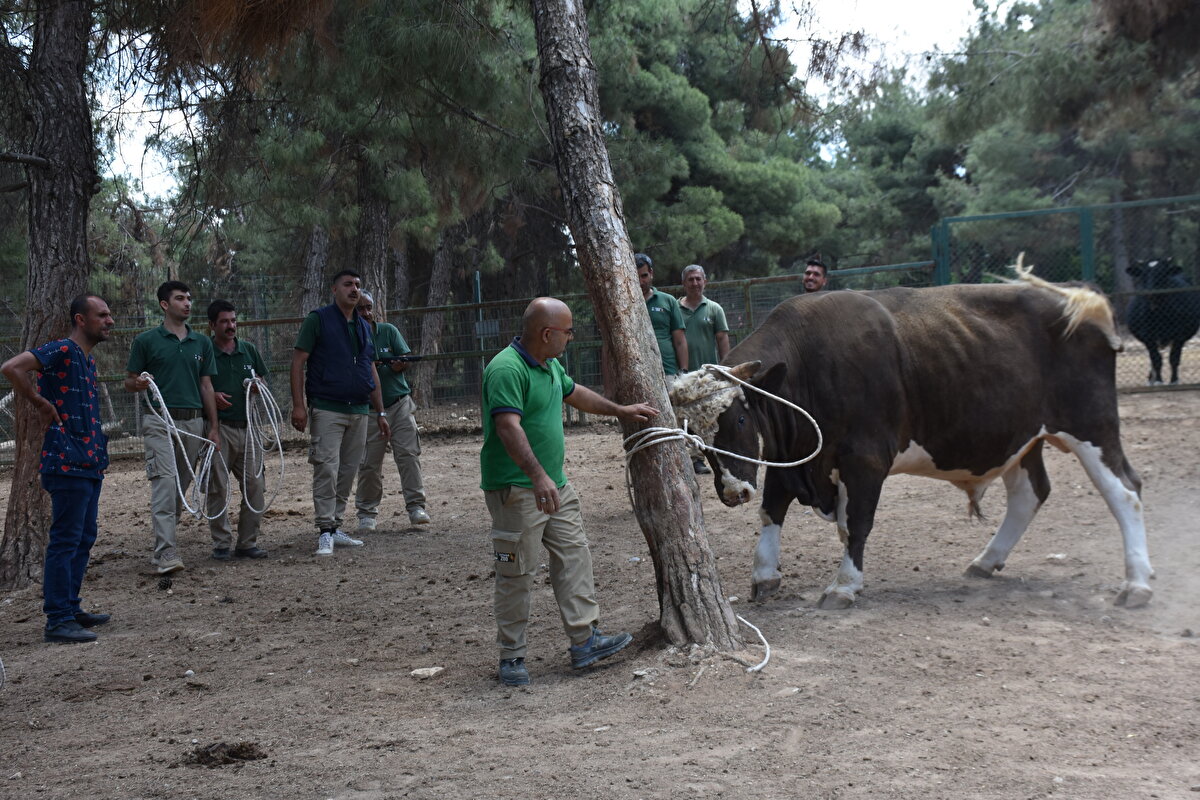 Ekiplerimiz bu danaları yakalamak için kement ve anestezi tüfekleri kullanarak etkisiz hale getiriyor. Verilen eğitimlerin ardından bu yıl da ekiplerimiz göreve hazır hale geldi." dedi.<br>