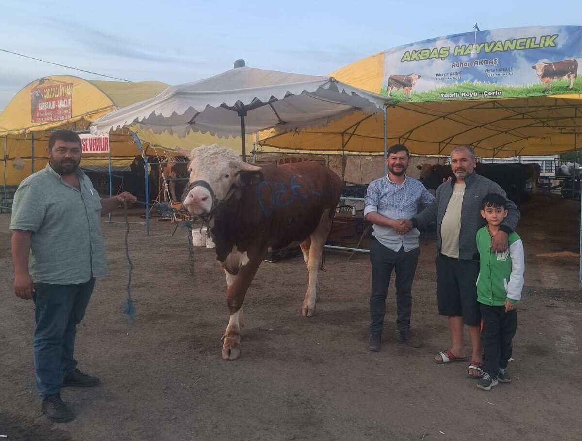 Besici Aykut Akbaş, Kurban Bayramı öncesi kurbanlık satışlarına belediyenin hazırladığı canlı hayvan pazarında başladıklarını söyledi. "Kral" ismini verdiği 1075 kilogram ağırlığındaki danayı kendisinin yetiştirdiğini ifade eden Akbaş, "Kurban pazarında hareketlilik başladı. Pazarın en iri danasını iyi bir pazarlık sonunda 135 bin liraya palet işi yapan bir firmaya sattık. Şu an kurban bayramını bekliyor. Bayram sabahı kesimini yapmak üzere sahibine teslim edeceğiz." dedi.<br><br>