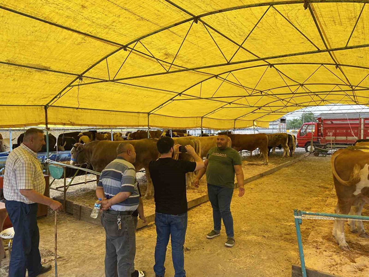 Yıl boyunca özenle yetiştirdikleri hayvanlarını pazara getiren besiciler ile kurbanlık almak isteyen vatandaşlar arasında sıkı pazarlıklar yaşanıyor.<br><br>