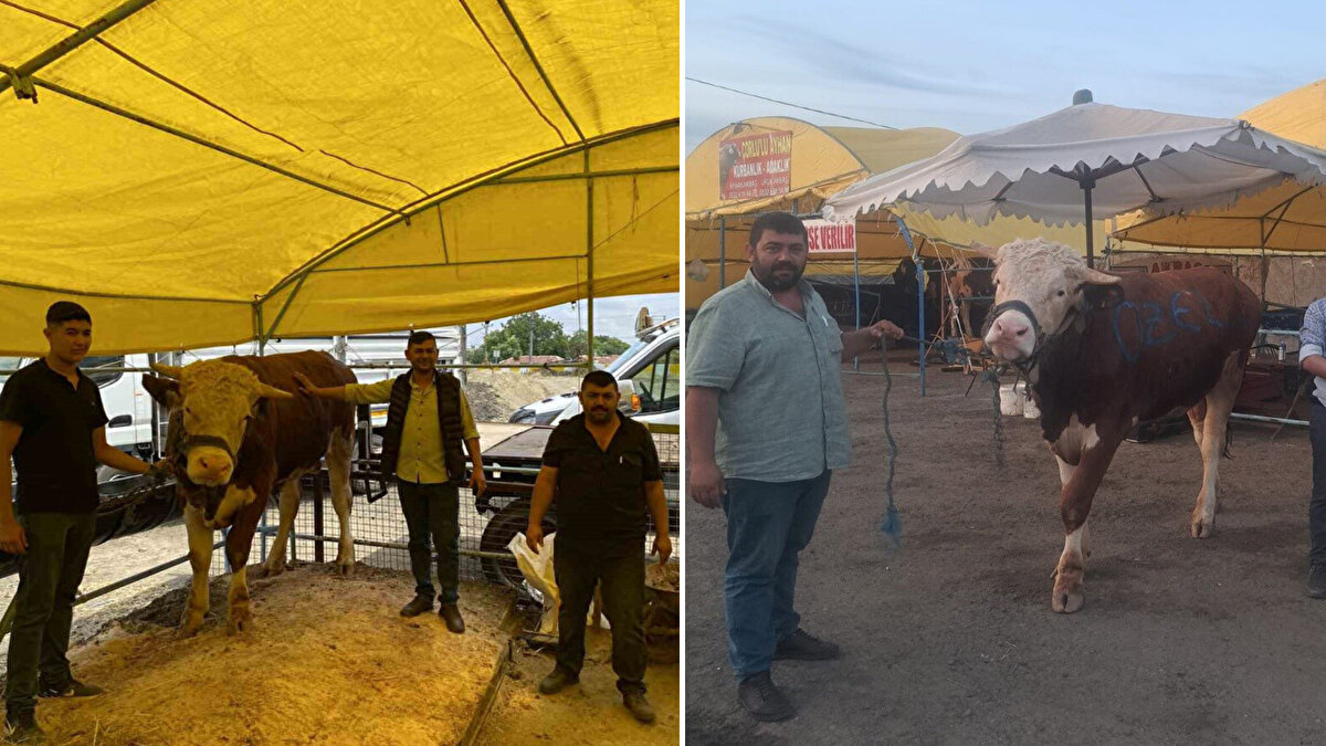 Kurban Bayramı öncesinde Hıdırağa Mahallesi'nde kurulan canlı hayvan pazarında hareketlilik artmaya başladı.