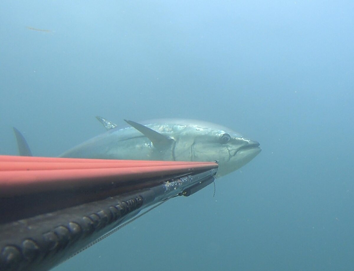 Zıpkınla balık avı eski milli takım sporcularından Ozan Önen, 18 Haziran'da Çanakkale Boğazı'nda yeni trofe (nadiren avlanabilen balık) yakalamak için denize açıldı. Tüpsüz olarak 10 metreye gerçekleştirdiği dalışta Önen, 110 kilogram ağırlığında ve 1,9 metre boyunda orkinos avladı. Önen, o anları su altı kamerasıyla saniye saniye kaydetti.