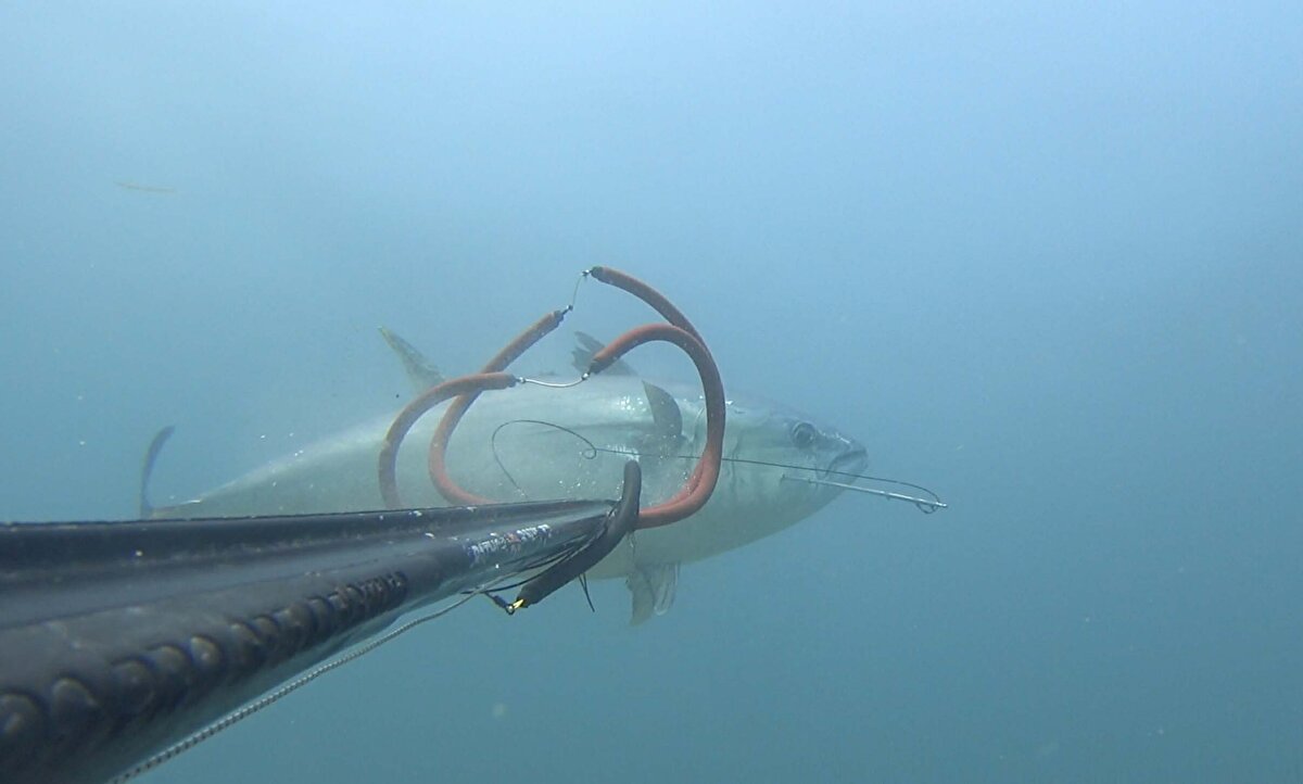 '45 DAKİKA SONRA DİRENCİNİ YİTİRMİŞTİ'<br>Zıpkınla vurduğu orkinosun dalış hayatı boyunca 100 kilogramın üzerinde avladığı 3'üncü balık olduğunu söyleyen Önen, "Özel bir şamandıra sistemi olmadan klasik bir av gününde bu avı yapabilmiş olmak çok zor oldu ama beni mutlu etti. Yaklaşık 10 metre derinlikte denk gelen bir balıktı. Atış anından 4-5 saniye önce avımı gördüm. Kendimi atış alanına hazırladım. Ardından da etkili bir atış yaptım. Çok fazla direnmedi açıkçası. Tahmin ediyorum 45 dakika sonra direncini yitirmişti. Bu şekilde balığı almak nasip oldu" dedi.