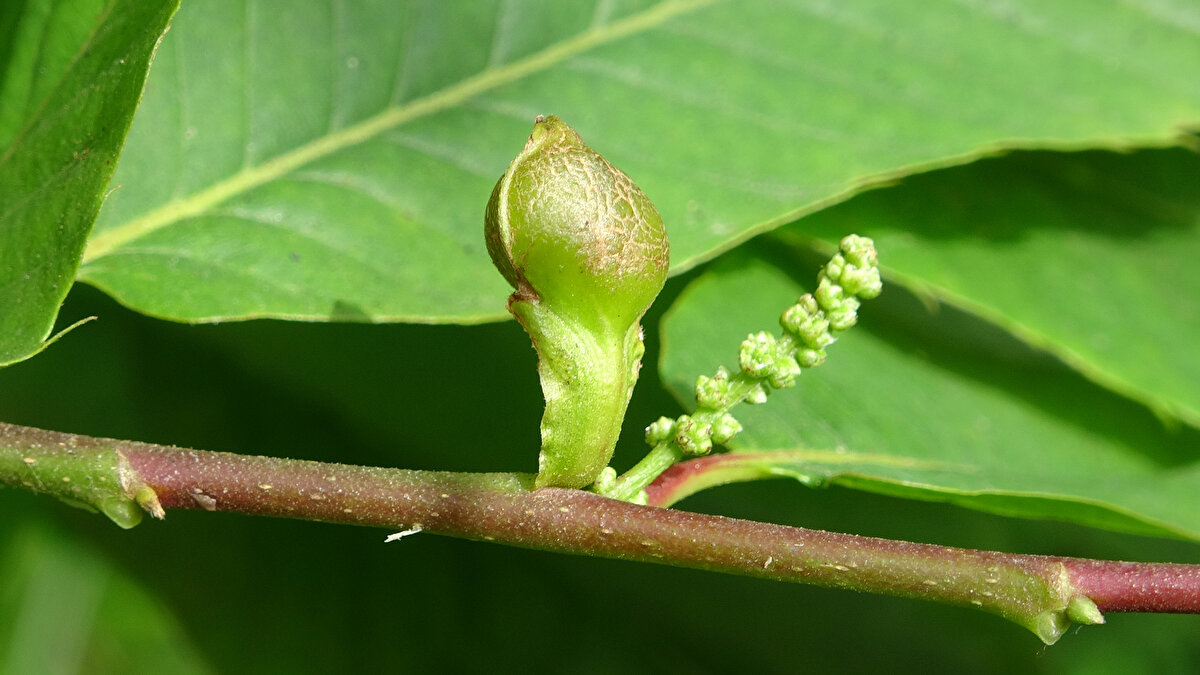 Başarılı sonuç veren yöntem, bölgedeki ormanlarda uygulanmaya başlandı.<br>