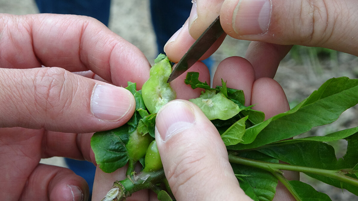 Denemelerde, malt ve şeker içerikli preparatın yaydığı kokuya gelen böceğin ağaçlara asılan sarı renkli yapışkan tuzaklara yakalandığı gözlendi.<br>