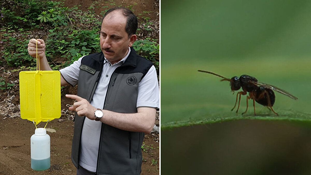 Ana vatanı Çin olan, Türkiye`de ilk kez 2014’te Yalova`da ortaya çıkan, halk arasında `katil arı` ya da `gal arısı` olarak bilinen `Dryocosmus kuriphilus` türü böcek, 2021`de Doğu Karadeniz ormanlarında görüldü.<br>