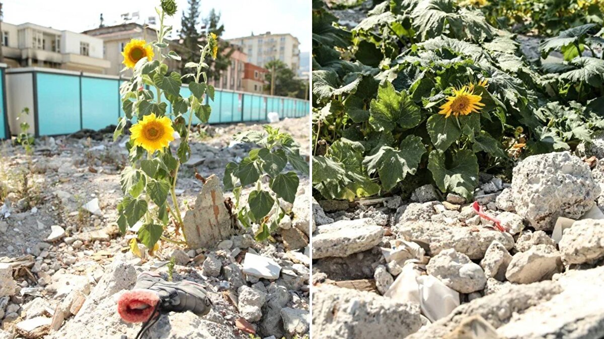 Bazı bitkilerin ürün de vermeye başladığı alanın depremden önce kuruyemişçi olduğu bildirildi.