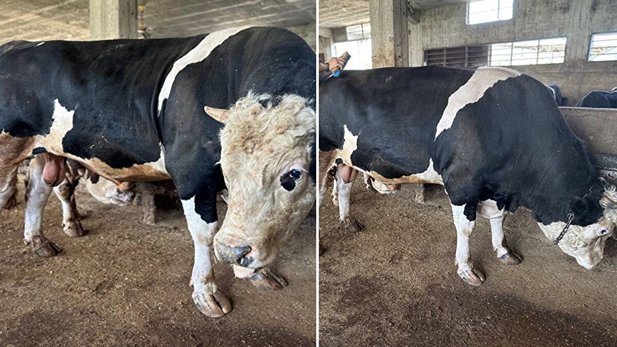 Yıl boyunca yetiştirilen hayvanlar, ülkenin dört bir yanından getirildiği kentteki hayvan pazarlarında alıcılarla buluşturuldu. 