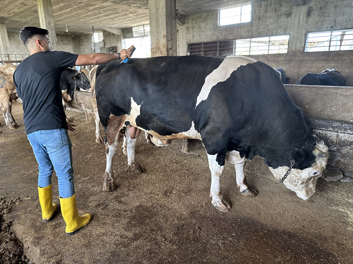 Seyhan ilçesi Hadırlı Mahallesi'nde besicilik yapan Ural Kalkan, yetiştirdiği 3 yaşındaki simental akbaş cinsi, 1 ton 100 kilogram ağırlığındaki boğasını 200 bin TL'den satışa çıkardı. 