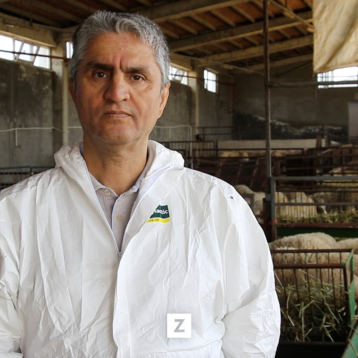 Çiftliğe ilk Türkgeldi ardından merinos ve kıvırcık ırkını getirdiklerini anlatan Yılmaz, "Kıvırcık anaç zor bulunan bir ırk. 3 sene önce Kırklareli'nden, Kırklareli Damızlık Koyun Keçi Birliğinin desteğiyle kıvırcık temin ettik. 