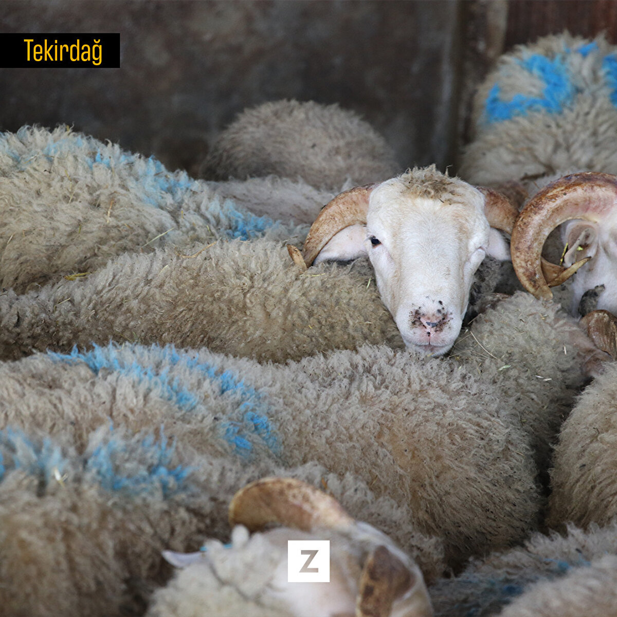 Araştırma Çiftliği Müdürü Dr. Kayahan Yılmaz, bölgede tarım ve hayvancılık faaliyetleri içerisinde daha etkin olmak adına, çiftçi ve yetiştiriciler için örnek olma görevi üstlendiklerini söyledi.