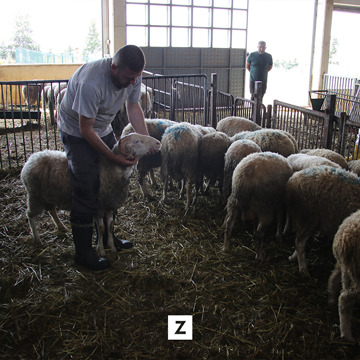 NKÜ'nün Köseilyas İşletmesinde Türkgeldi, merinos ve kıvırcık cinsi koyunların bulunduğunu belirten Yılmaz, ırkı korumak amaçlı bulunan kıvırcık koyunların Kurban Bayramı kapsamında satışta olduğunu söyledi.