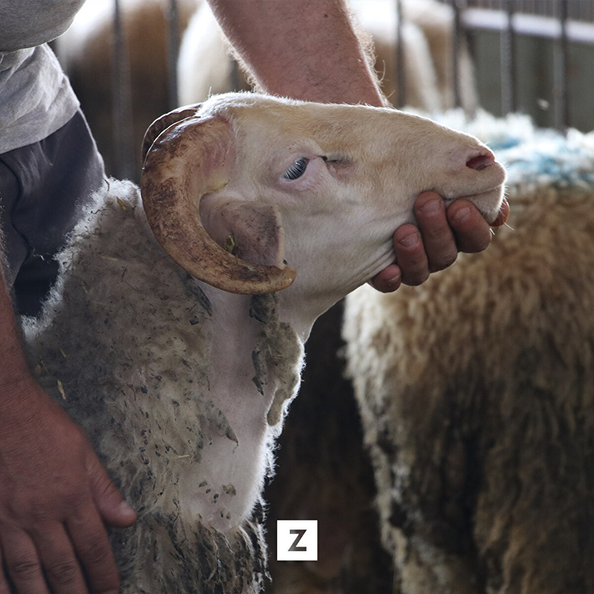 Yılmaz, kıvırcık kuzuların Osmanlı döneminde padişah sofralarında önemli yer tuttuğunu belirterek, "Toklularımızın baskül fiyatı 135 lira. Kıvırcık koyunların kuzuları ve tokluları padişah sofralarının yemeğidir. Osmanlı döneminde padişah sofralarında Trakya'dan giden kıvırcık kuzular tüketiliyordu, kıvırcık kuzuların eti kaliteli ve güzeldir." diye konuştu.